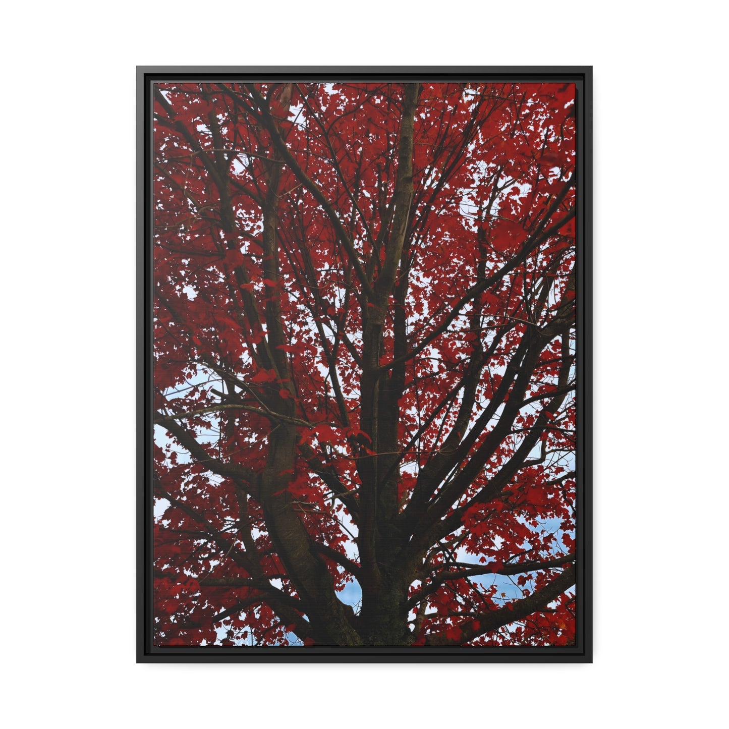 Japanese Maple framed canvas print by The Baroque Knight LLC